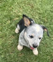 Sassy, a female Australian Cattle Dog for sale in Porum, OK – 6 of 9