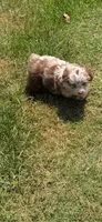Pancake, a female Miniature Aussiedoodle for sale in Porum, OK – 6 of 6