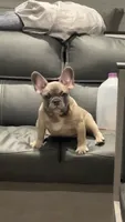 draco, a male French Bulldog for sale in Palestine, TX – 2 of 7
