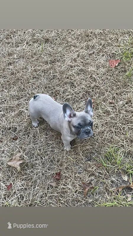 draco – French Bulldog puppy for sale in Palestine, TX