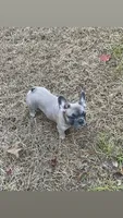 draco, a male French Bulldog for sale in Palestine, TX – 1 of 7