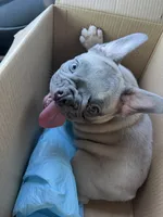 draco, a male French Bulldog for sale in Palestine, TX – 5 of 7