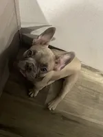draco, a male French Bulldog for sale in Palestine, TX – 3 of 7