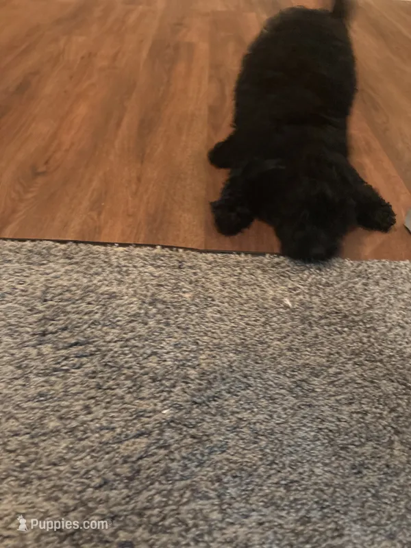Black  – Poodle - Miniature  puppy for sale in Fairburn, GA