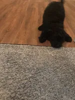 Black , a male Poodle - Miniature  for sale in Fairburn, GA – 1 of 3