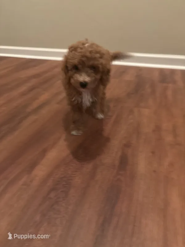 Red – Chipoo puppy for sale in Fairburn, GA