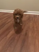 Red, a male Chipoo for sale in Fairburn, GA – 1 of 2