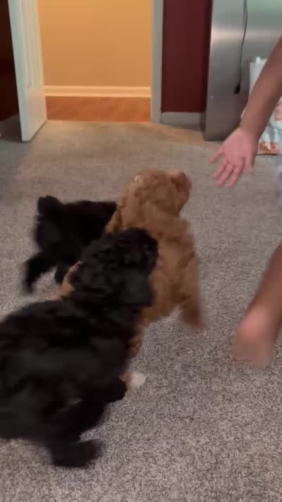 Red, a male Chipoo for sale in Fairburn, GA – 2 of 2