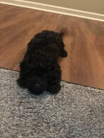 Black , a male Poodle - Miniature  for sale in Fairburn, GA – 2 of 3