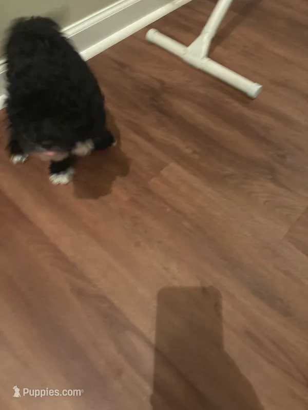 Black and white – Poodle - Miniature  puppy for sale in Fairburn, GA
