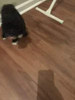 Black and white, a male Poodle - Miniature  for sale in Fairburn, GA – 1 of 2