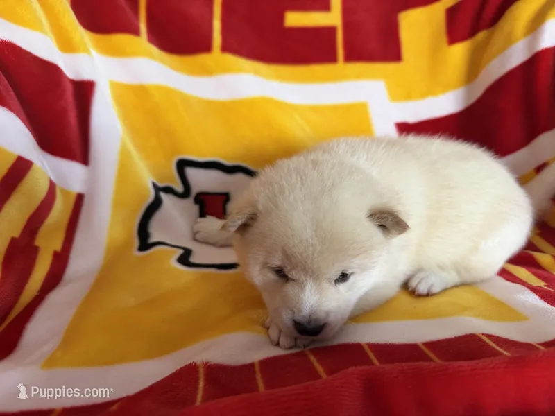 Yuki, a male Shiba Inu for sale in Kansas City, MO – 1 of 4
