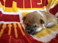 Shima , a female Shiba Inu for sale in Kansas City, MO – 2 of 5