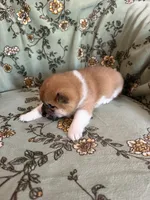 Shima , a female Shiba Inu for sale in Kansas City, MO – 4 of 5