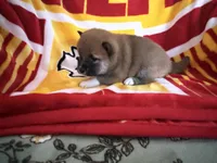 Butsu , a male Shiba Inu for sale in Kansas City, MO – 2 of 3