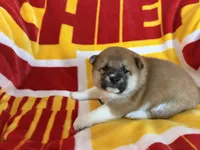 Shima , a female Shiba Inu for sale in Kansas City, MO – 1 of 5