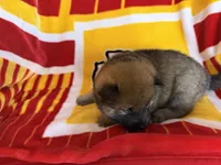 Kuroi, a male Shiba Inu for sale in Kansas City, MO – 3 of 3