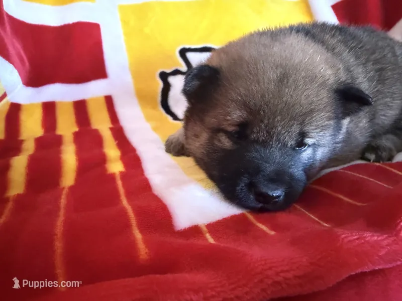 Kuroi – Shiba Inu puppy for sale in Kansas City, MO