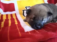 Kuroi, a male Shiba Inu for sale in Kansas City, MO – 1 of 3