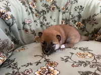 Butsu , a male Shiba Inu for sale in Kansas City, MO – 3 of 3