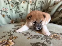 Shima , a female Shiba Inu for sale in Kansas City, MO – 3 of 5