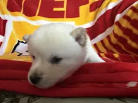 Yuki, a male Shiba Inu for sale in Kansas City, MO – 4 of 4