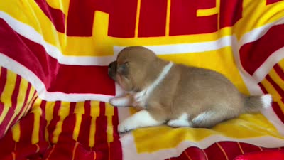 Shima , a female Shiba Inu for sale in Kansas City, MO – 5 of 5