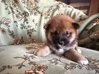 Urajiro , a female Shiba Inu for sale in Kansas City, MO – 1 of 2