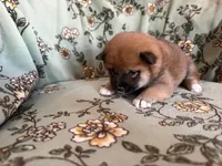 Urajiro , a female Shiba Inu for sale in Kansas City, MO – 2 of 2