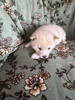 Yuki, a male Shiba Inu for sale in Kansas City, MO – 2 of 4