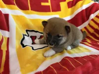 Butsu , a male Shiba Inu for sale in Kansas City, MO – 1 of 3