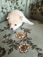 Yuki, a male Shiba Inu for sale in Kansas City, MO – 3 of 4