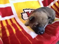 Kuroi, a male Shiba Inu for sale in Kansas City, MO – 2 of 3
