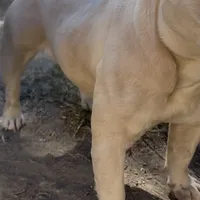 Muffin, a female French Bulldog for sale in Colorado Springs, CO – Photo 6 of 7
