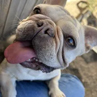 Muffin, a female French Bulldog for sale in Colorado Springs, CO – Photo 1 of 7