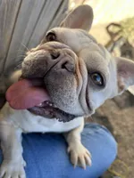 Muffin, a female French Bulldog for sale in Colorado Springs, CO – Photo 1 of 7