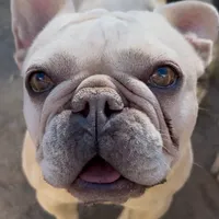 Muffin, a female French Bulldog for sale in Colorado Springs, CO – Photo 7 of 7