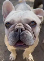 Muffin, a female French Bulldog for sale in Colorado Springs, CO – Photo 7 of 7