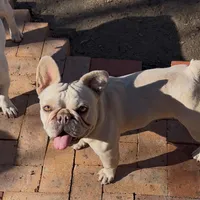 Muffin, a female French Bulldog for sale in Colorado Springs, CO – Photo 4 of 7