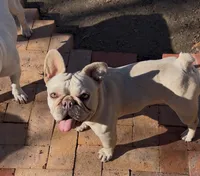 Muffin, a female French Bulldog for sale in Colorado Springs, CO – Photo 4 of 7