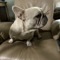 Muffin, a female French Bulldog for sale in Colorado Springs, CO – Photo 2 of 7