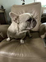 Muffin, a female French Bulldog for sale in Colorado Springs, CO – Photo 2 of 7