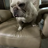 Muffin, a female French Bulldog for sale in Colorado Springs, CO – Photo 3 of 7