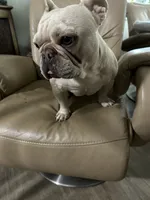 Muffin, a female French Bulldog for sale in Colorado Springs, CO – Photo 3 of 7