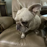 Muffin, a female French Bulldog for sale in Colorado Springs, CO – Photo 5 of 7