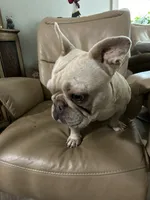 Muffin, a female French Bulldog for sale in Colorado Springs, CO – Photo 5 of 7