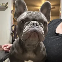 Bambi, a female French Bulldog for sale in Colorado Springs, CO – Photo 1 of 4