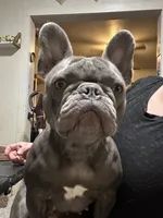 Bambi, a female French Bulldog for sale in Colorado Springs, CO – Photo 1 of 4