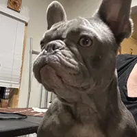 Bambi, a female French Bulldog for sale in Colorado Springs, CO – Photo 2 of 4