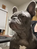 Bambi, a female French Bulldog for sale in Colorado Springs, CO – Photo 2 of 4